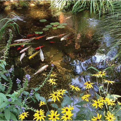 Atlantic Water Gardens Medium Pond Kits PK191515 PK191520 Sample Installation