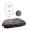 Image of Atlantic Water Gardens Medium Rock Lid Mountain RL40M