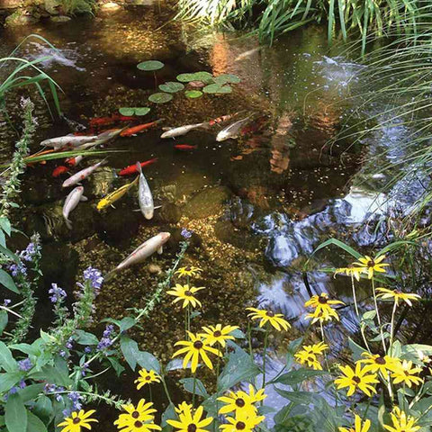 Atlantic Water Gardens Small Pond Kits PK161015 and PK161515 Sample Installation with Koi