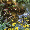 Image of Atlantic Water Gardens Small Pond Kits PK161015 and PK161515 Sample Installation with Koi