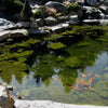 Image of EasyPro Eco-Series pond kit-Complete for a 10' x 15' pond EPK1015 Sample Installation