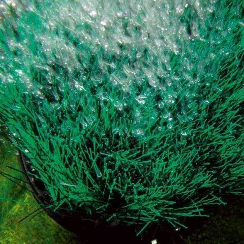 Oase OxyTex Air Pump Diffuser 51075 Sample Installation