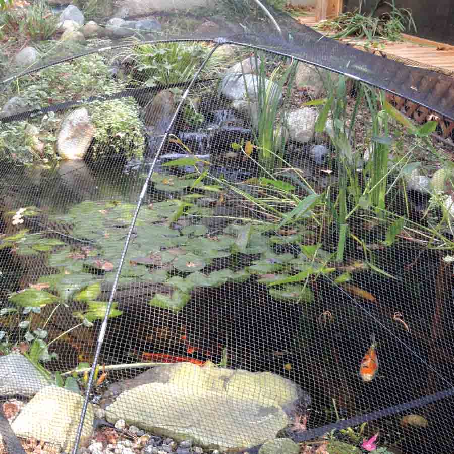 20x20 Atlantic Pond Net