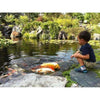 Image of Aquascape Large 21 ft. x 26 ft. Pond Kit with Pro 4000-8000 Pump Installed with Fishes 53036