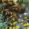 Image of Atlantic Water Gardens Extra Large Pond Kits PK382025 and PK382530 Sample Installation with Kois