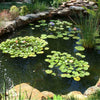Image of EasyPro Eco-Series pond kit-Complete for a 10' x 15' pond EPK1015 Sample Installation