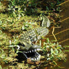Image of Aquascape Floating Alligator Decoy 93000 Pond Decoration Sample Installation