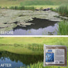 Image of Pond with the Before and After effects of Macro-Zyme MZ8