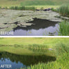 Image of Kasco Macro-Zyme Muck Pucks 7lb Pail  with 266 Pucks Showing the Before and After Effect on a Pond MZMP7