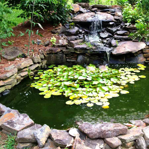 EasyPro Mini Pond Kit - Complete for 6' X 10' Pond ET610FB Sample Installation