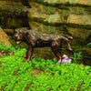 Image of Aquascape Naughty Dog Spitter Decorative Fountain Sample Installation near Pond 78310