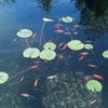 Image of Oase Vitronic 18 UV Light Clarifier 56455 Being Used in a Pond
